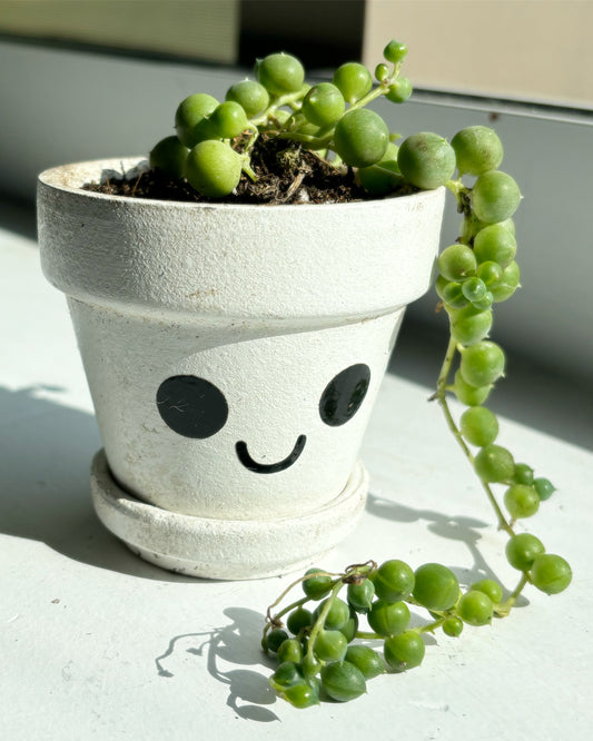 Design Your Own Plant Baby - Live Plant